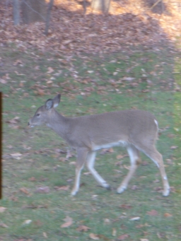 Deer!
