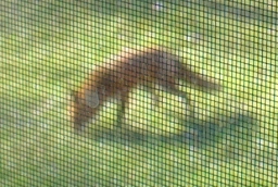 Fox!